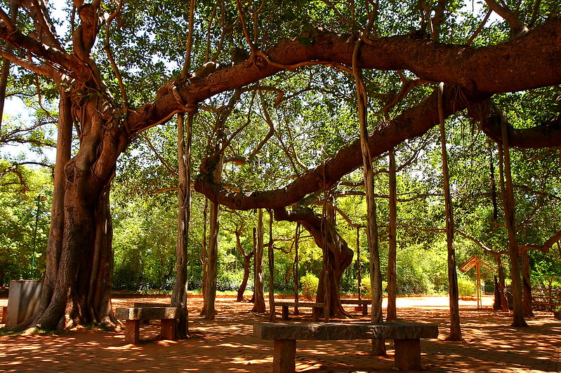 banyan_tree_auroville_by_olivier_on_flickr
